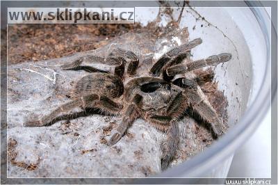 Ceratogyrus_brachycephalus