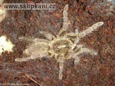 Ceratogyrus_darlingi