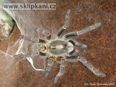 Ceratogyrus_darlingi