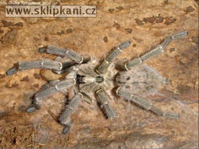 Ceratogyrus_darlingi