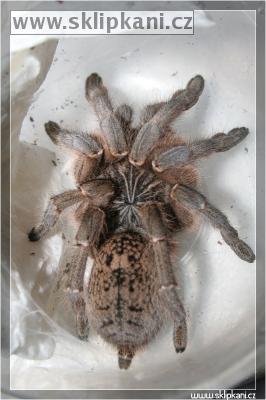 Ceratogyrus_meridionalis