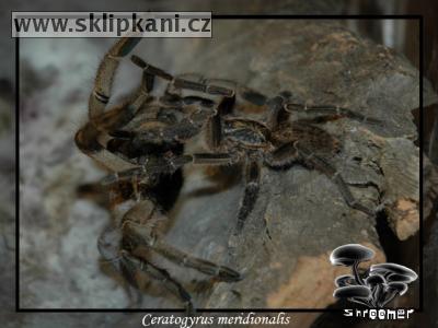 Ceratogyrus-meridionalis