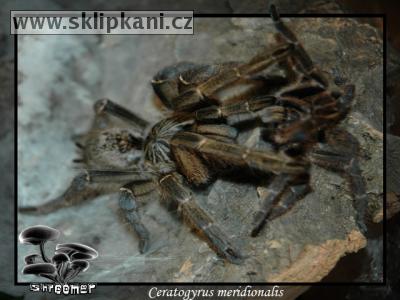 Ceratogyrus_meridionalis