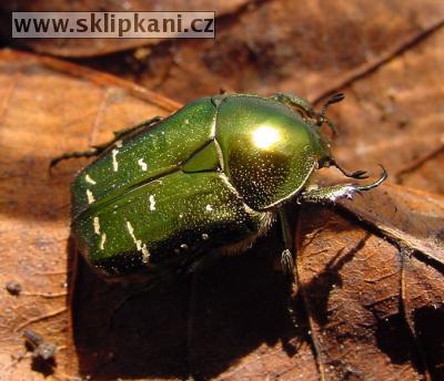 Cetonia_aurata