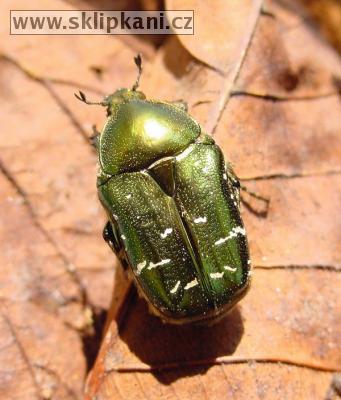 Cetonia_aurata