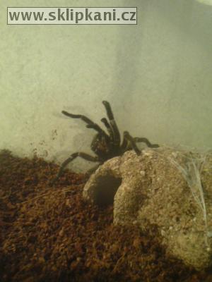 Chaetopelma_gracile