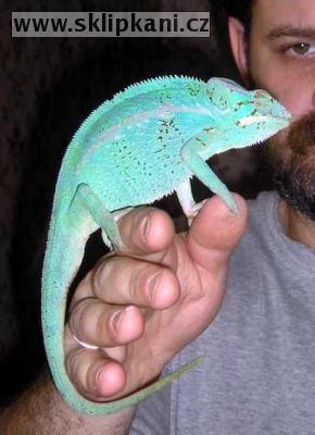 Chamaeleoninae_Furcifer