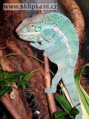 Chamaeleoninae_Furcifer