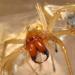 Cheiracanthium punctorium