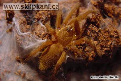 Chilobrachys_andersoni