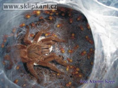 Chilobrachys_andersoni