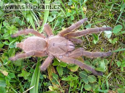 Chilobrachys-andersoni