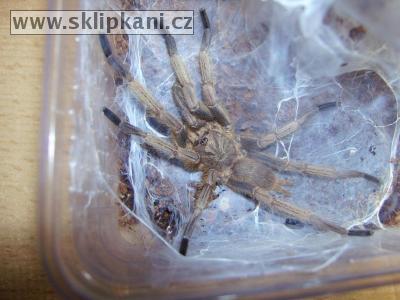 Chilobrachys-andersoni