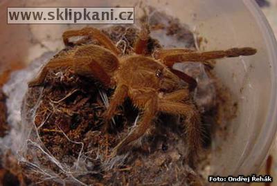 Chilobrachys-bicolor