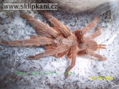 Chilobrachys-bicolor