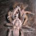 Chilobrachys bicolor