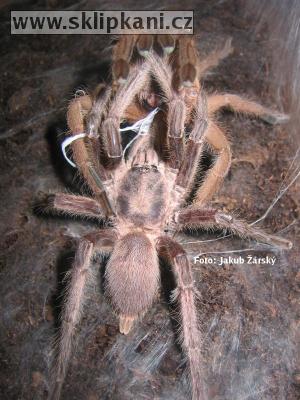 Chilobrachys_bicolor