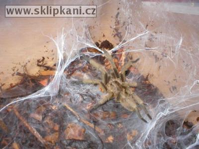 Chilobrachys_dyscolus