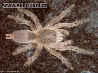 Chilobrachys_dyscolus