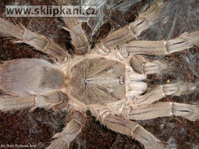 Chilobrachys_dyscolus