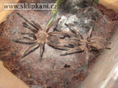 Chilobrachys-dyscolus