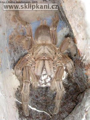 Chilobrachys_dyscolus