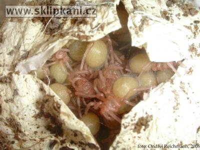 Chilobrachys-dyscolus