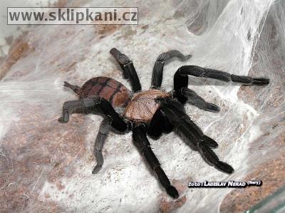 Chilobrachys_fimbratus