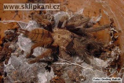 Chilobrachys-fimbriatus