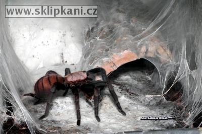 Chilobrachys-fimbriatus