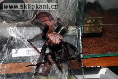 Chilobrachys-fimbriatus