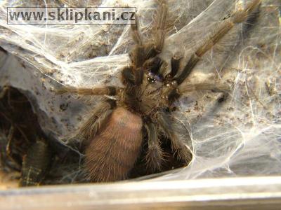 Chilobrachys_fimbriatus