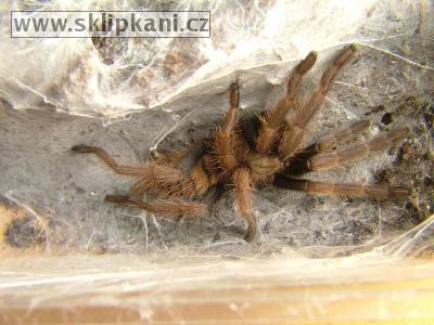 Chilobrachys-fimbriatus