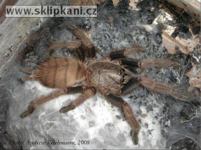 Chilobrachys-fimbriatus