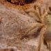 Chilobrachys huahini