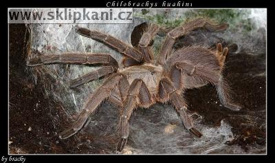 Chilobrachys_huahini