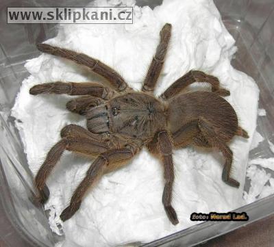 Chilobrachys_huahini