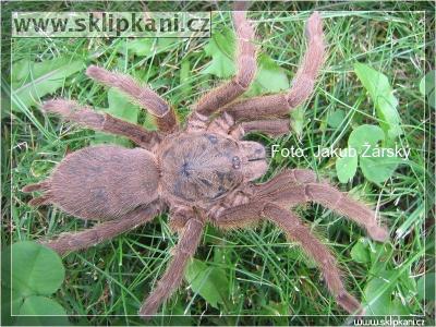 Chilobrachys_huahini