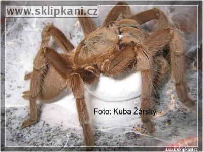 Chilobrachys_huahini