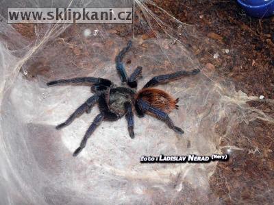 Chromatopelma_cyaneopubescens