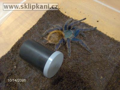 Chromatopelma_cyaneopubescens