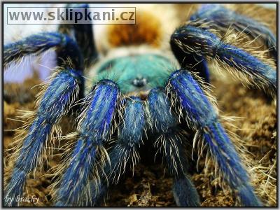 Chromatopelma-cyaneopubescens