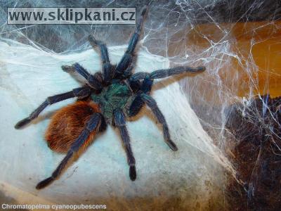 Chromatopelma_cyaneopubescens