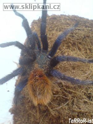 Chromatopelma-cyaneopubescens