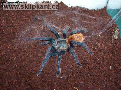 Chromatopelma_cyaneopubescens