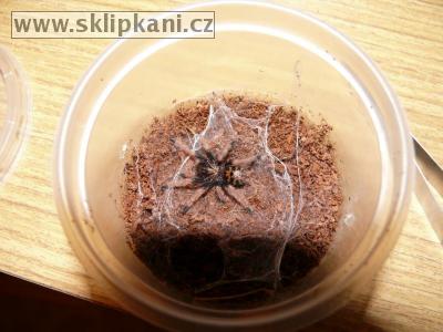 Chromatopelma_cyaneopubescens