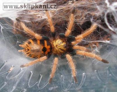 Chromatopelma-cyaneopubescens