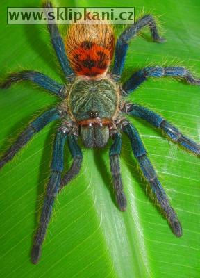 Chromatopelma-cyaneopubescens