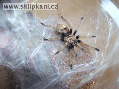 Chromatopelma_cyaneopubescens