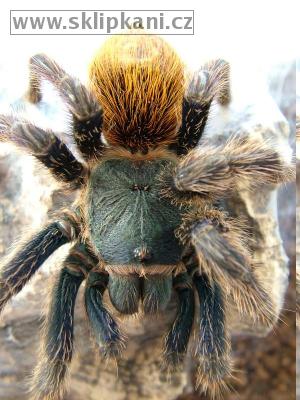 Chromatopelma_cyaneopubescens